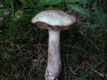 Leccinum scabrum var.niveum - Weier Birkenpilz - Bad Schmiedeberg